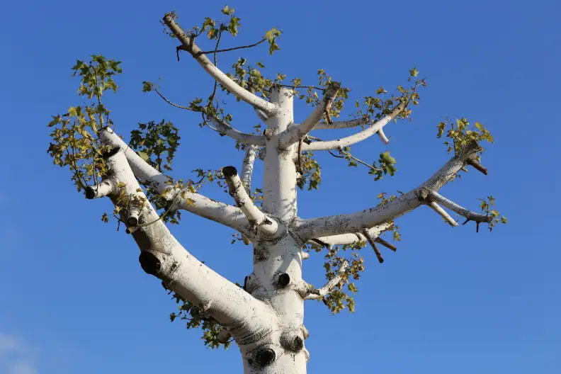 Tree Service in Knoxville, TN Tree Service in Knoxville, TN